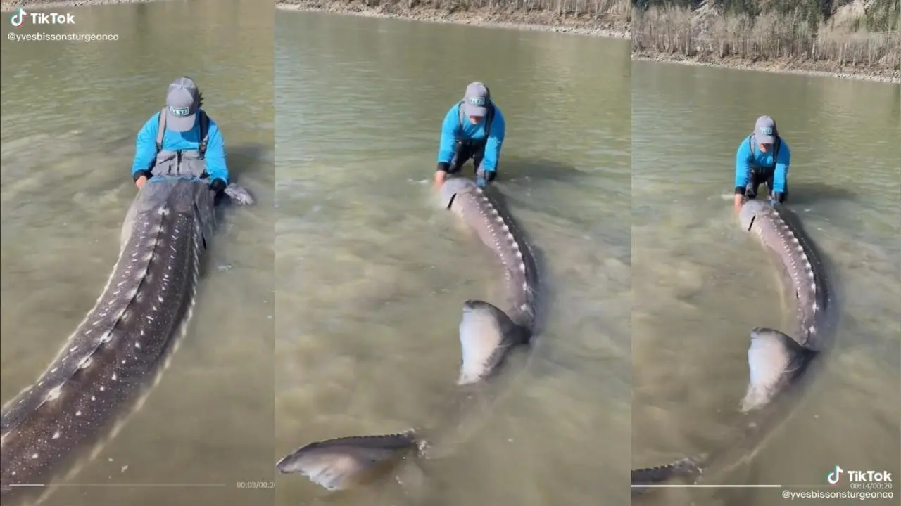 Fisherman holding massive sturgeon
