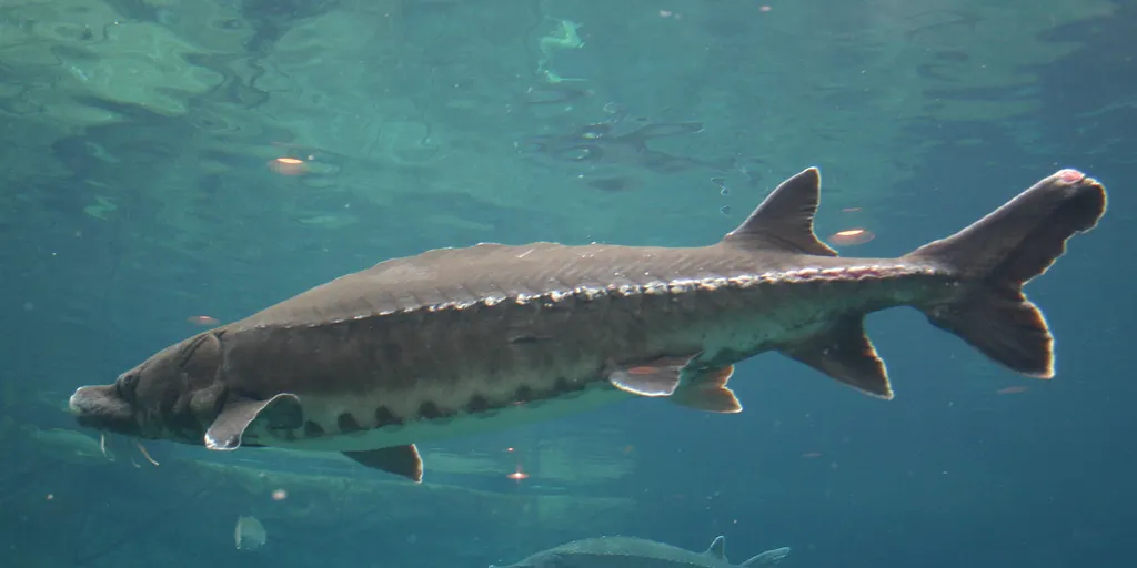 A sturgeon in the water