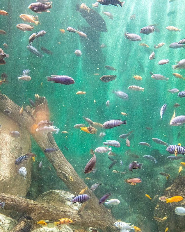 Fish swimming in Lake Malawi