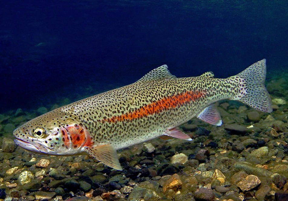 Rainbow trout in the water