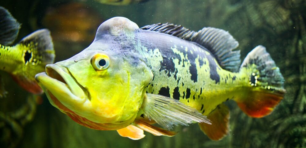 Peacock Bass in the water
