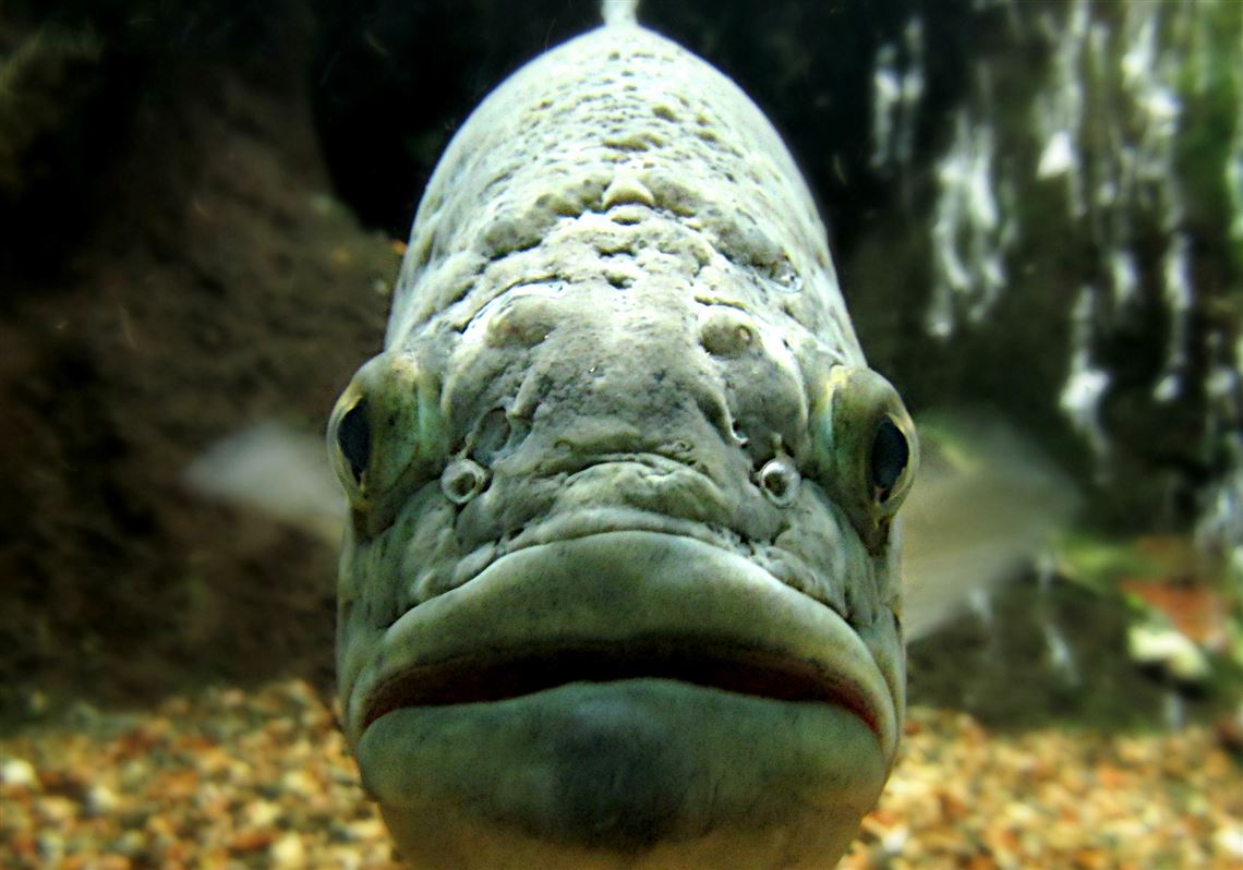 Image of Large Mouth Bass Head On