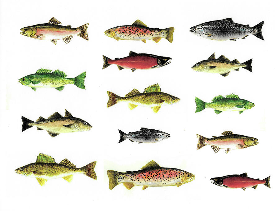 Images of different fresh water fish